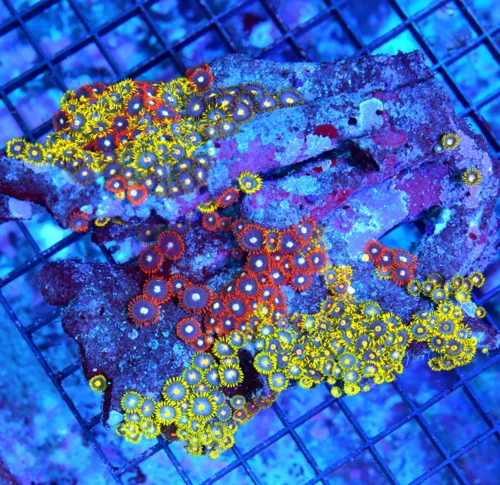 6X4.5 XXL ZOANTHIDS-VERY RARE VERY HARD TO GET MULTICOLORED ULTRA SOLOMON ISLAND ULTRA ZOATNHIDS