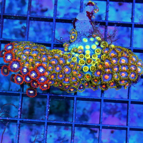 4.5 L ZOANTHIDS-VERY RARE VERY HARD TO GET MULTICOLORED ULTRA SOLOMON ISLAND ULTRA ZOATNHIDS