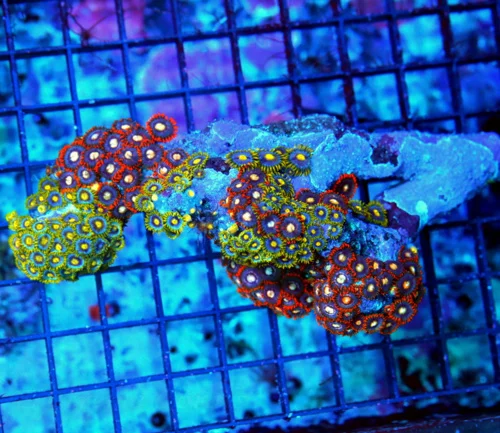 6X4.5 XXL ZOANTHIDS-VERY RARE VERY HARD TO GET MULTICOLORED ULTRA SOLOMON ISLAND ULTRA ZOATNHIDS
