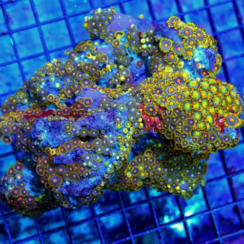 6X5 XXL ZOANTHIDS-VERY RARE VERY HARD TO GET MULTICOLORED ULTRA SOLOMON ISLAND ULTRA ZOATNHIDS