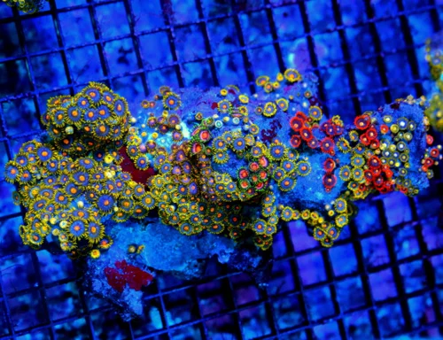 7X2 XXL ZOANTHIDS-VERY RARE VERY HARD TO GET MULTICOLORED ULTRA SOLOMON ISLAND ULTRA ZOATNHIDS