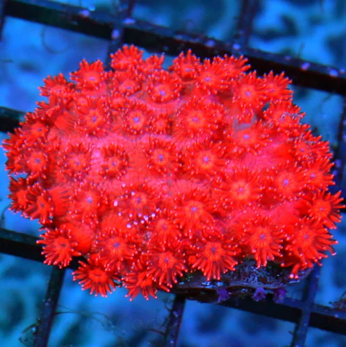 3 GONIOPORA-ULTRA FIRECRACKER CHERRY BOMB RED INDO ULTRA RED GONIOPORA-VERY HARD COLOR TO GET
