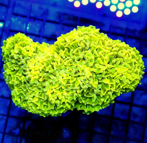 6X4.5 XXL HAMMER-ULTIMATE SHOWPIECE THIS COLOR IS ONE OF THE RAREST HAMMERS YOU WILL FIND!! SPECTACU