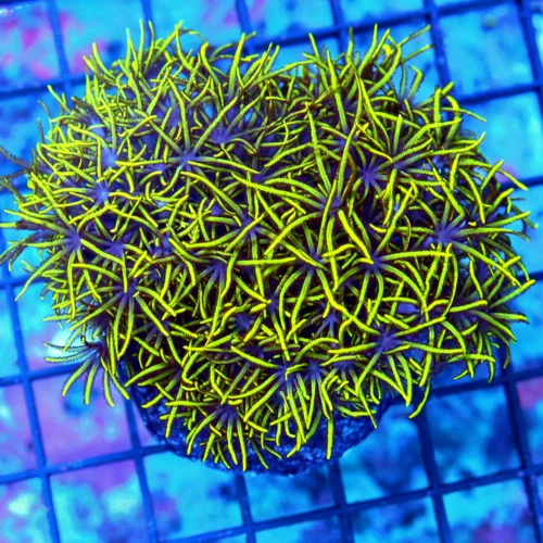 3 TORCH SUPER SUPER RADIOACTIVE ORANGE ULTRA GRADE COLLECTOR TORCH