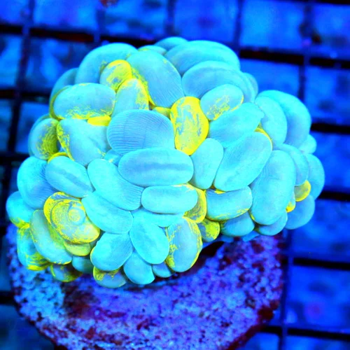 4X3.5 GREEN STAR POLYPS-GREAT SIZE SHAPE AND COLOR!