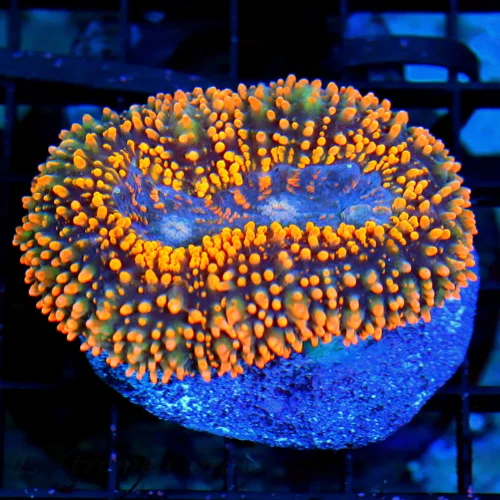 3.5X3 SPLATTER BUBBLE-THIS IS INCREDILBE COLOR IS OUTRAGEOUS NEON BLUE AND YELLOW SHOWPIECE