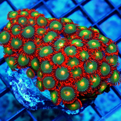 3.5X3 ZOANTHIDS-INCREDIBLE COLORED ZOANTHIDS HANDPICKED BY SCOTT