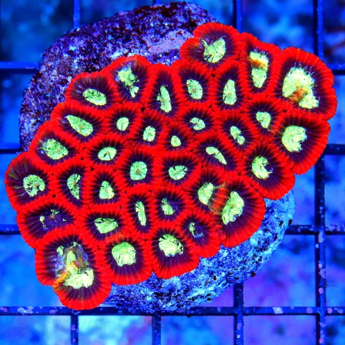 3.5x3 FAVIA-ULTRA COLORED VERY RARE COLORED ALIEN EYED ULTRA FAVIA