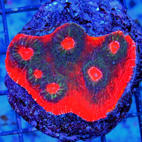 3" ECHINOPHYLLIA CHALICE-OUT OF THIS WORDL SCREAMING RED RIMMED RED EYED ULTRA CHALICE