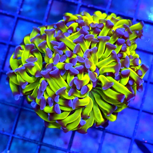 3.5" BRANCHING HAMMER-GLOW IN THE DARK NEON TOXIC GREEN PURPLE TIPPED ULTRA GRADE HAMMER