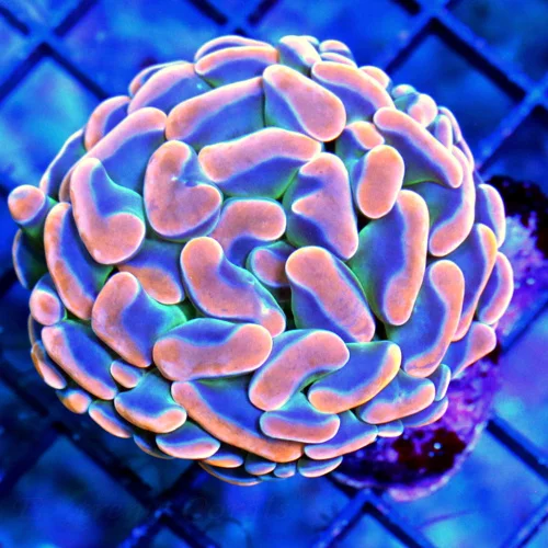 3" BRANCHING HAMMER-SUPER MULITCOLORED ORANGE PURPLE GREEN TRICOLORED AUSSIE HAMMER