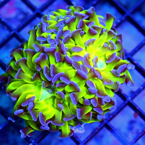 3.5" BRANCHING HAMMER-GLOW IN THE DARK NEON TOXIC GREEN PURPLE TIPPED ULTRA GRADE HAMMER
