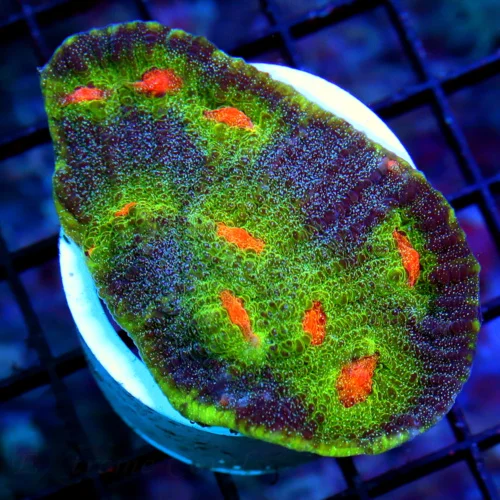 3.5X ECHINOPHYLLIA CHALICE-SUPER NEON ORANGE EYD ULTRA COLORED WICKED ECHINOPHYLLIA CHALICE