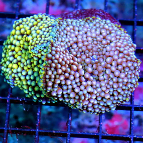 3.5" RICORDIA  COLONY-DOUBLE HEADED ULTRA COLORED RARE COLORED RICORDIA