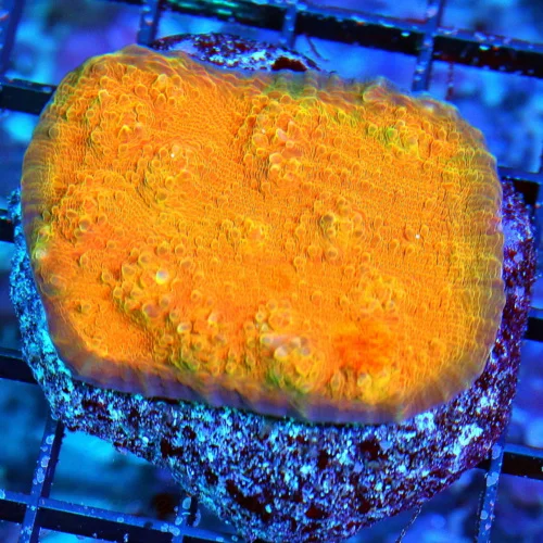 3" ECHINOPHYLLIA CHALICE-SCREAMING MULTICOLORED NEON ORANGE ULTRA GRADE CHALICE