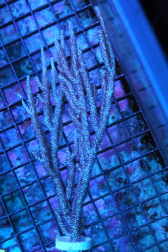 7X4 GORGONIA-CULTURED SUPER PURPLE BRANCHING GORGONIA-GROWS GREAT IN REEF TANK