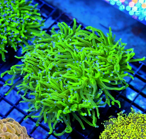 6X5 XXL TORCH-BAD TO THE BONE TOXIC NEON GREEN BLUE TIPPED XXL SHOWPIECE TORCH