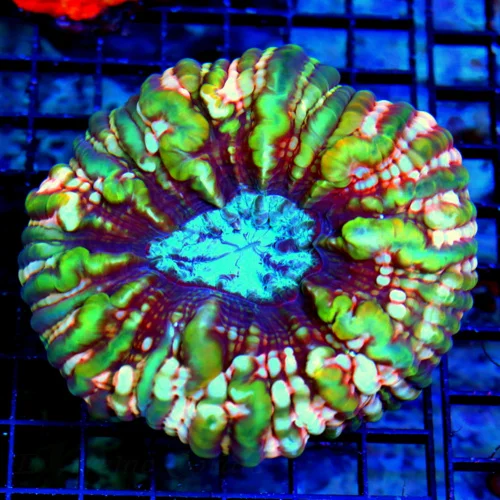 5.5X5.5 XL CYNARINA-OUT OF THIS GALAXY-SCOTT'S HANDPICKED ULTRA SHOWPIECE CYNARINA-INCREDIBLE!!!