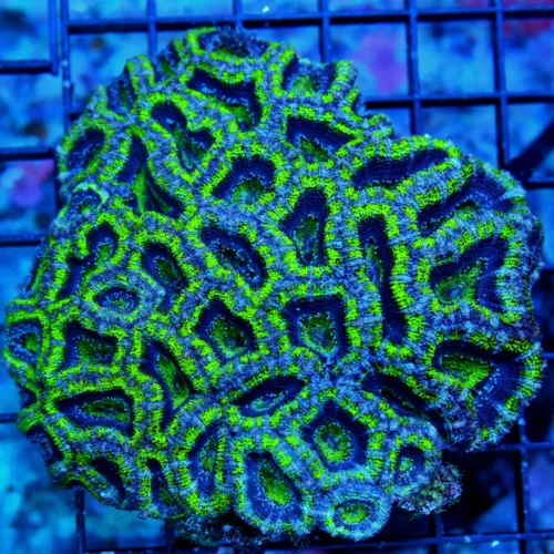 5X4.5 XXL ACANTHASTREA LORDHOWENSIS-BAD TO THE BONE XXL ACANTHSTREA LODHOWENSIS-GREAT COLOR