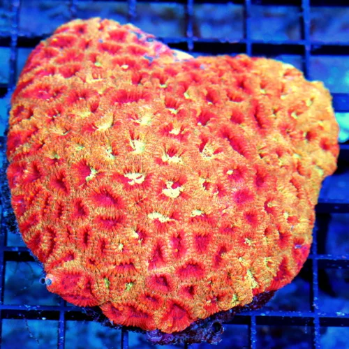 5X5 XXL FAVIA-SCOTT'S HANDPICKED SUPER ULTRA COLORED VERY VERY RARE COLOR FAVIA-SPECTACULAR!!