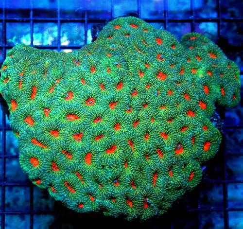 5.5X5.5 XXL FAVIA-INCREDIBLE ULTRA GREEN GLOWING ORANGE EYED CENTERPIECE FAVIA-BEAUTIFUL SPECIMEN