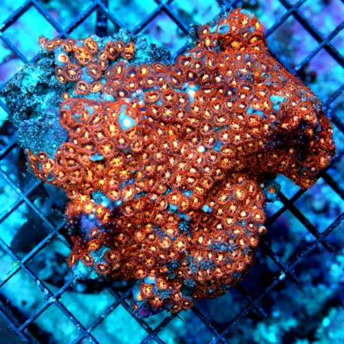 5X5 ZOANTHID-CRAZY CRAZY COLORULTRA GRADE VERY RARE ZOANTHID COLONY-COLLCTOR SPECIMEN