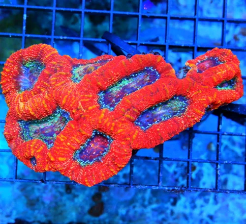 6X4 ACANTHASTREA BOWERBANKI-HANDPICKED BY SCOTT-THIS IS EPIC COLORED BOWERBANKI!!
