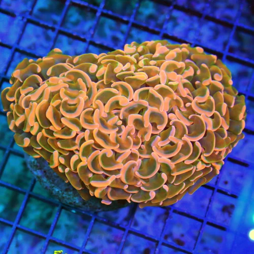 5X4 XL HAMMER-ONE OF A KIND COLLECTOR COLOR ULTIMEATE SHOWPIECE HAMMER-EXTREMELY RARE COLOR!!