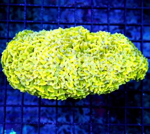 6X4 XXL HAMMER-PEE IN YOUR PANTS AWESOME!!! FAVORITE3 HAMMER THIS YEAR!!