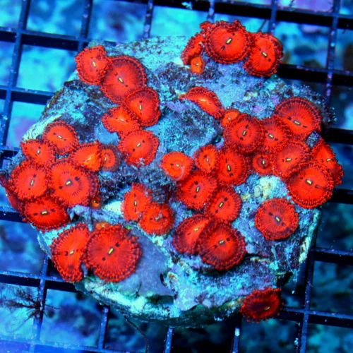 4X4 LARGE VERY RARE "CHARMANDER PALYTHOAS" COLLECTOR ITEM-SUPER HARD TO GET!!