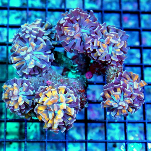 5X5 XL BRANCHING HAMMER-ULTRA COLORED HOLOGRAM MORPH BRANCHING HAMMER-TOTALLY INSANE