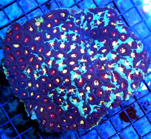 5.5X5 XL FAVIA-ONE OF A KIND CENTERPIECE SHOWPIECE FAVIA-THIS IS A EPICE SPECIMEN-COLLECTOR QUALITY