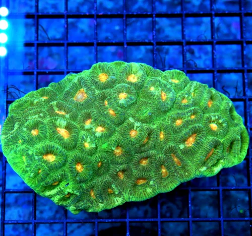 .5X4.5 ULTRA FAVIA-SUPER NEON ORANGE EYED FOREST GREEN ULTRA COLORED XL FAVIA