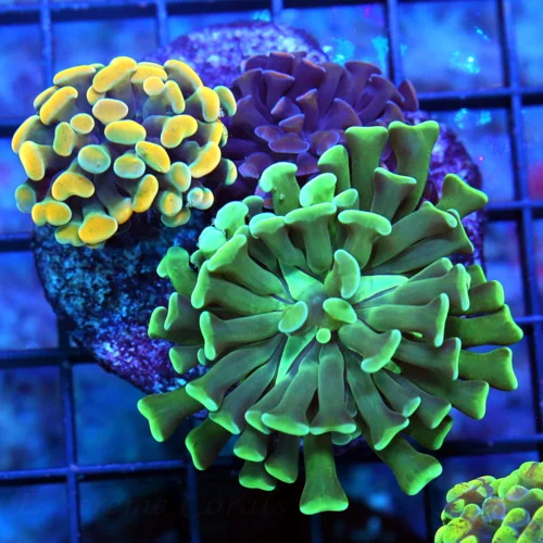 3X3 BRANCHING HAMMER-THREE SEPERATE COLORED HAMMERS IN ONE PIECE VERY VERY NICE!!