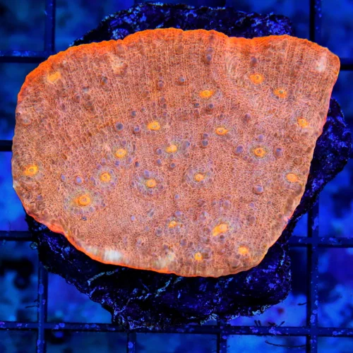 3" ECHINOPHYLLIA CHALICE-SUPER COOL ORANGE EYD LIGHT ORANGE COLORED ULTRA CHALICE CORAL