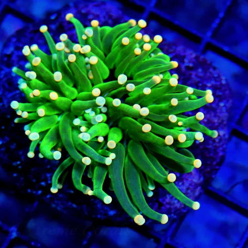 3" TORCH-EMERALD GREEN ORANGE TIPPED ULTRA COLORED TORCH