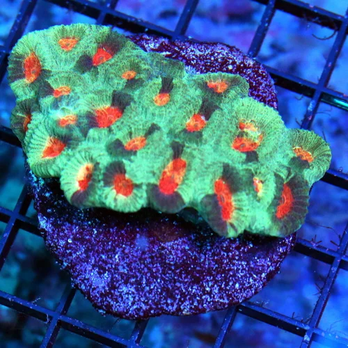 3" FAVIA-THIS IS AWESOME REDORANGE EYED MULTICOLORED STRIPED GREEN FAVIA-REALLY COOL COLOR