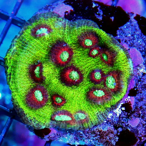 3' ECHINOPHYLLIA CHALICE-OUT OF THIS WORLD BLUE EYED RED RINGED SUPER NEON GREEN CHALICE