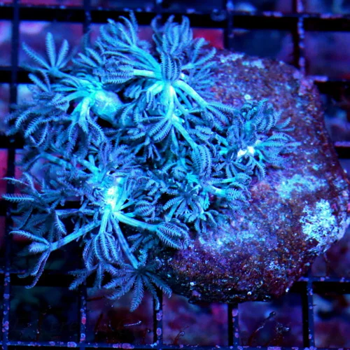 3.5" BLUE XENIA-RAPID PULSING SUPER BLUE XENIA-HARD TO GET-BEAUTIFUL
