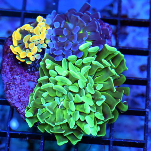 3.5X3.5 BRANCHING HAMMER-THREE SEPERATE COLORED HAMMERS IN ONE PIECE VERY VERY NICE!!