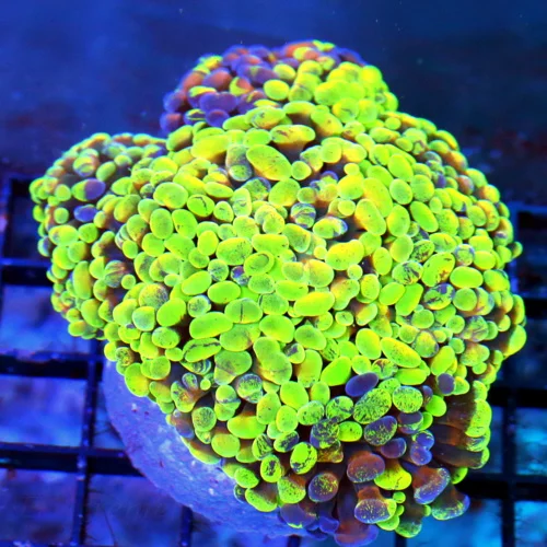 5X4.5 BRANCHING HAMMER-TOXIC LEMON LIME YEELOW SPLASHED PAINT PURPLE XL BRANCHING HAMMER-AWESOME COL