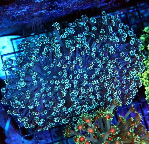 7x5.5 GIANT XXL ULTRA GONIOPORA-SCOTT'S HANDPICKED FROM LA ULTRA SHOWPIECE GONIOPORA