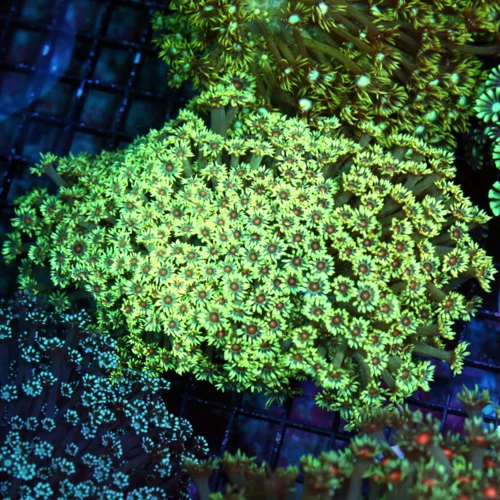 7X5 GIANT XXL ULTRA GONIOPORA-SCOTT'S HANDPICKED FROM LA ULTRA SHOWPIECE GONIOPORA