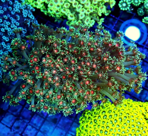 8X5 GIANT XXL ULTRA GONIOPORA-SCOTT'S HANDPICKED FROM LA ULTRA SHOWPIECE GONIOPORA