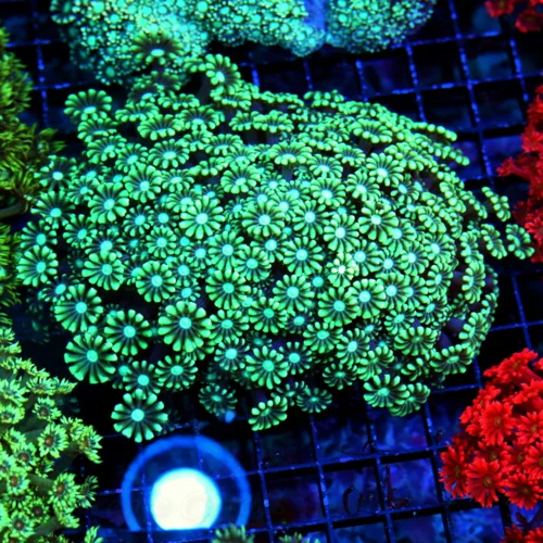 6X5 GIANT XXL ULTRA GONIOPORA-SCOTT'S HANDPICKED FROM LA ULTRA SHOWPIECE GONIOPORA