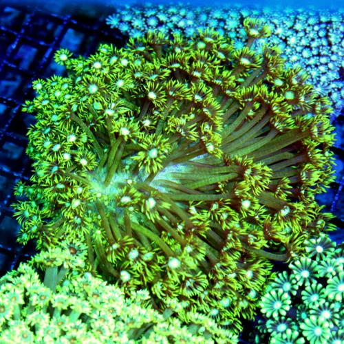 6X6 GIANT XXL ULTRA GONIOPORA-SCOTT'S HANDPICKED FROM LA ULTRA SHOWPIECE GONIOPORA