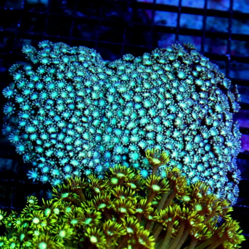 7X5 GIANT XXL ULTRA GONIOPORA-SCOTT'S HANDPICKED FROM LA ULTRA SHOWPIECE GONIOPORA