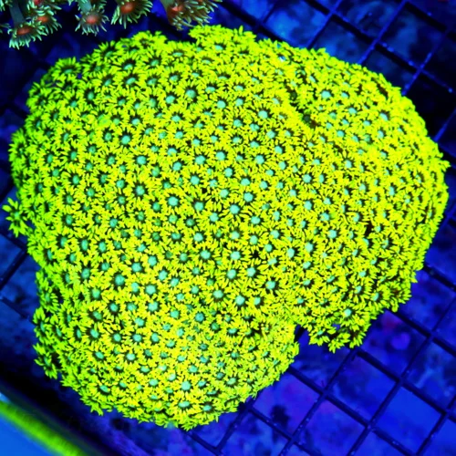 6X6 GIANT XXL ULTRA GONIOPORA-SCOTT'S HANDPICKED FROM LA ULTRA SHOWPIECE GONIOPORA