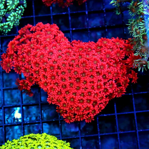 6X4.5 GIANT XXL ULTRA GONIOPORA-SCOTT'S HANDPICKED FROM LA ULTRA SHOWPIECE GONIOPORA