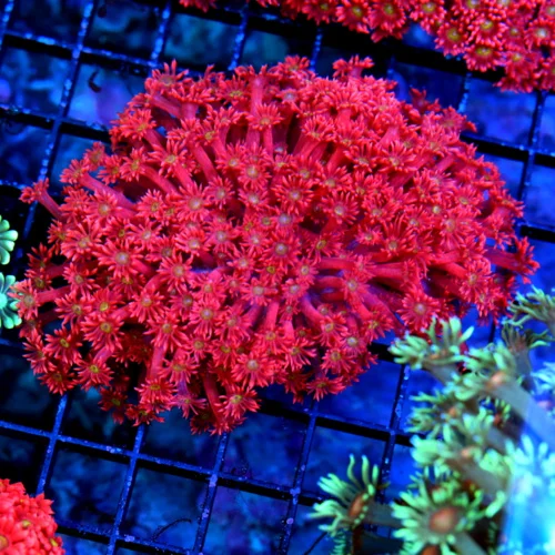 5X4 GIANT XL ULTRA GONIOPORA-SCOTT'S HANDPICKED FROM LA ULTRA SHOWPIECE GONIOPORA